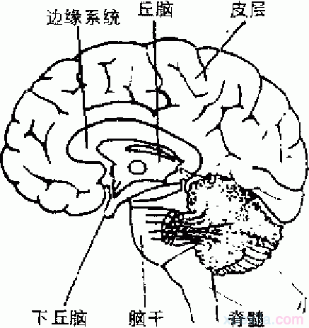 人脑的组成