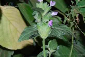 植物百科：三花枪刀药