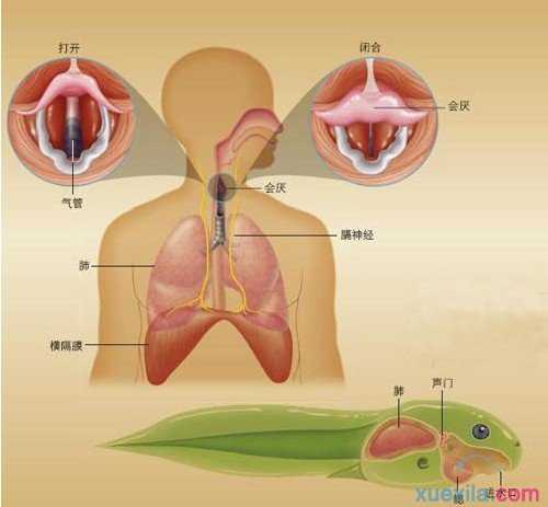 人为什么会打嗝