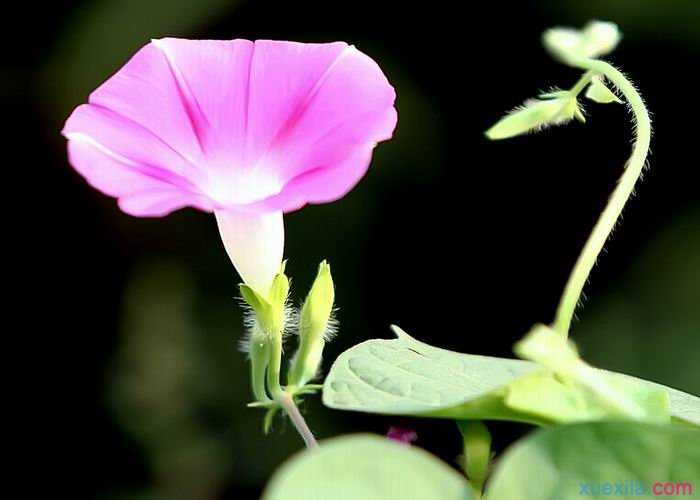 牵牛花花语及由来是什么