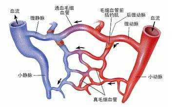 血能在人体中流动的原因