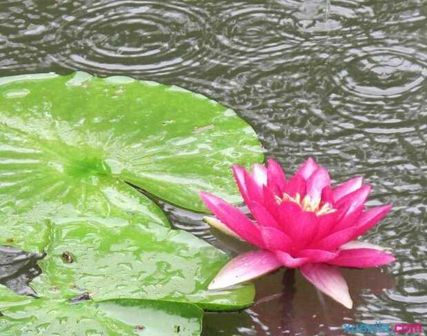 聆听雨的声音写景作文