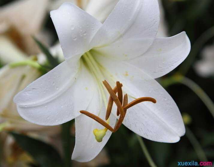 观察百合花的日记3篇