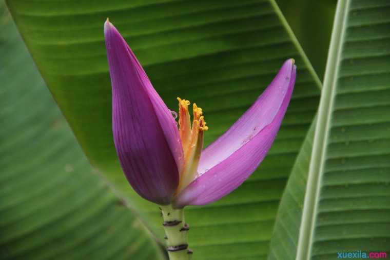 初三语文阅读：芭蕉花