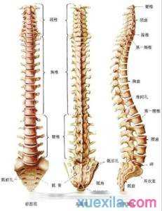 尾椎骨疼痛是怎么回事