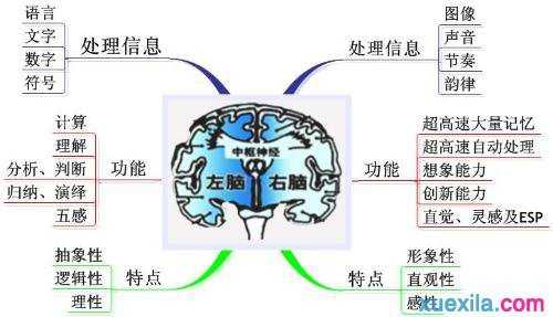 人类其实有两个大脑