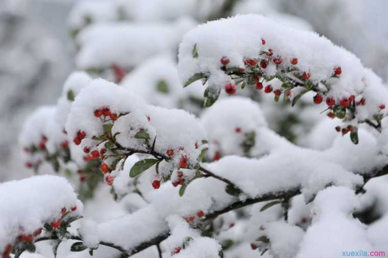 {四年级作文冬天的第一场雪}.