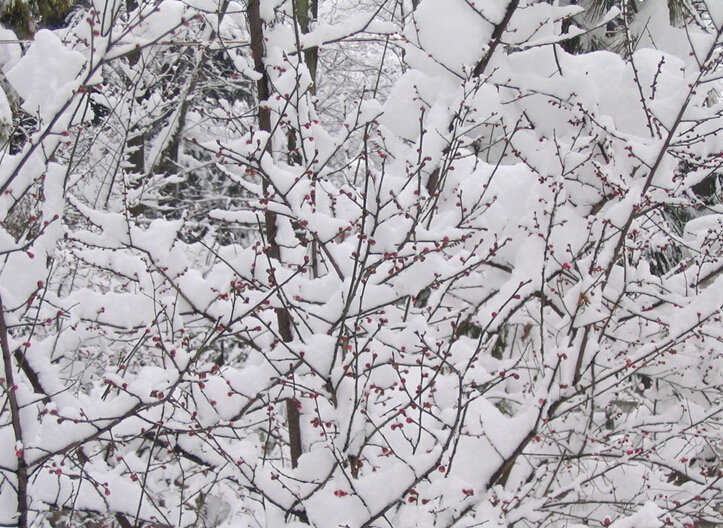 下雪的图片欣赏