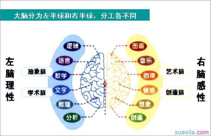 大脑两半球的功能分工介绍