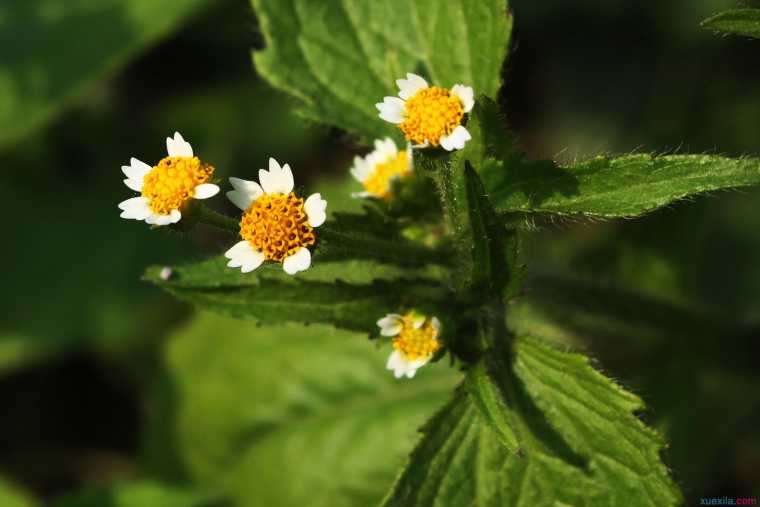 5月22花语