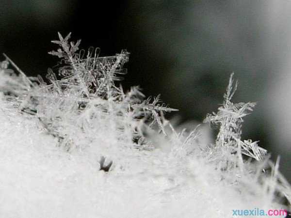 冬天里的雪花日记5篇