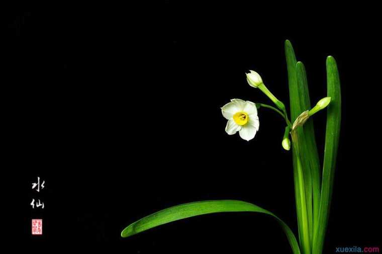 水仙花栽培基本知识和方法