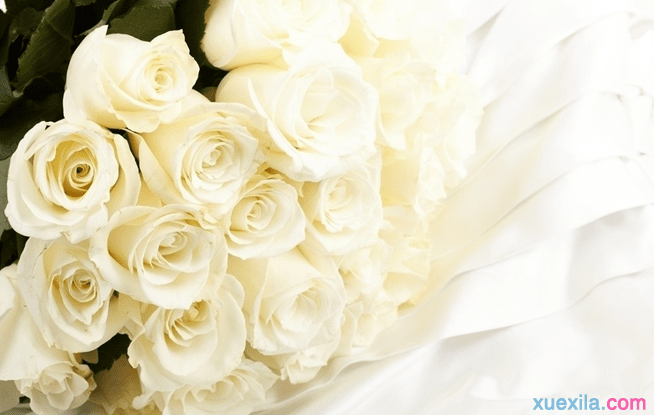 16朵白玫瑰花语