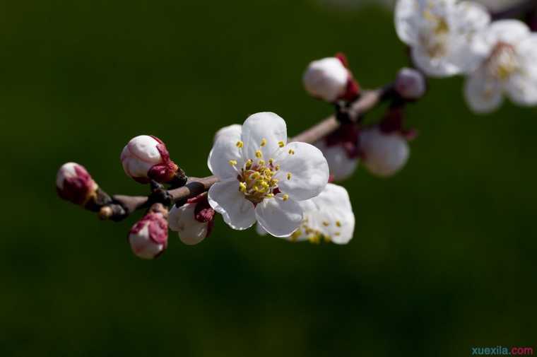 杏花花语是什么