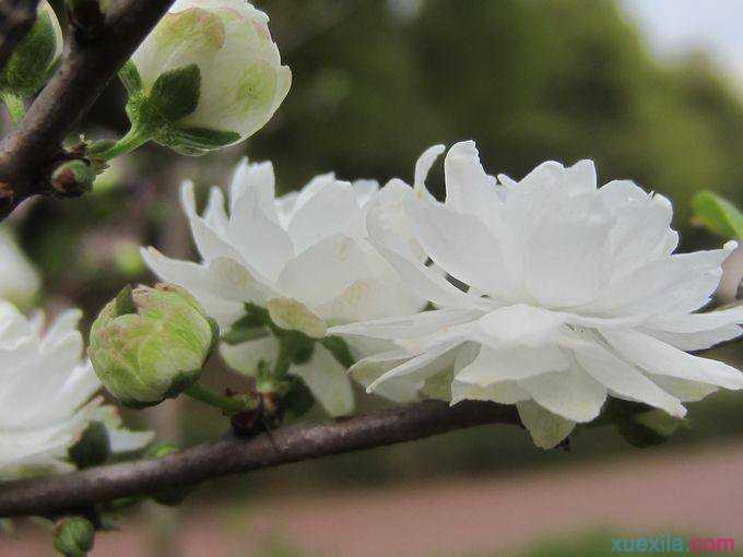 郁李花的花语