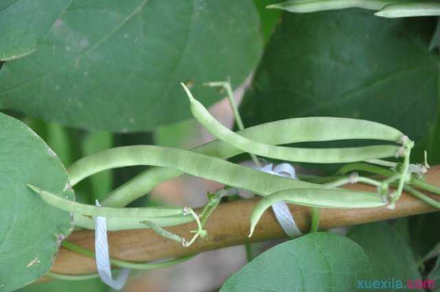 豇豆种植过程中应如何养护