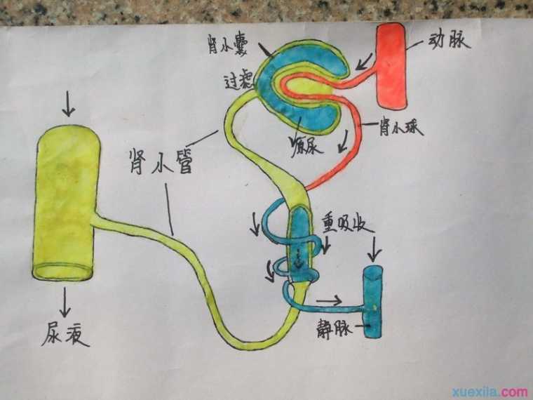 原尿是怎样形成的