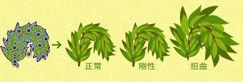 教你用PS绘制好看的常青树字体效果