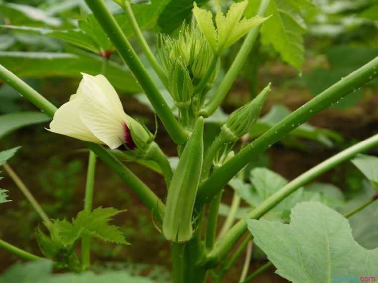 怎样种植黄秋葵