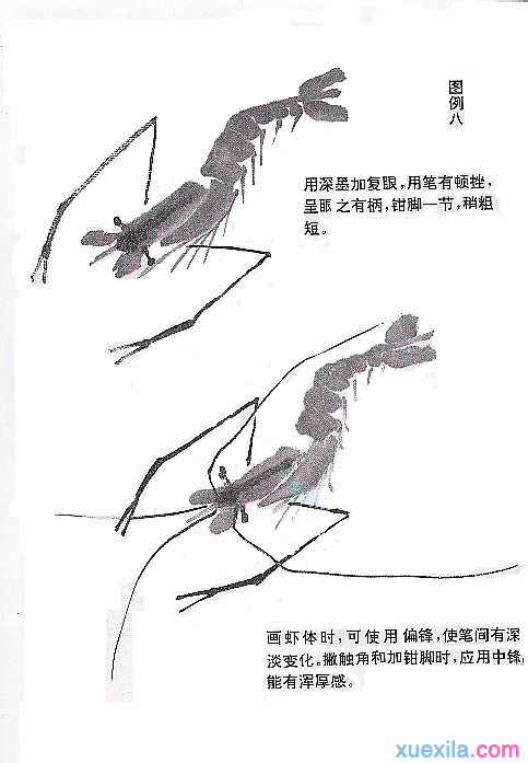 国画虾的画法教程