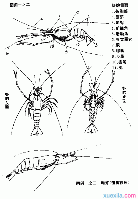 国画虾的画法教程