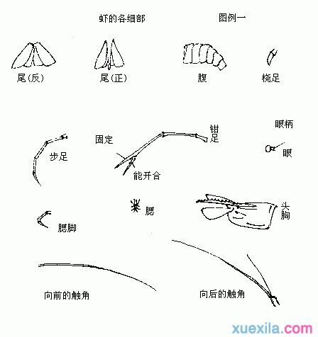 国画虾的画法教程