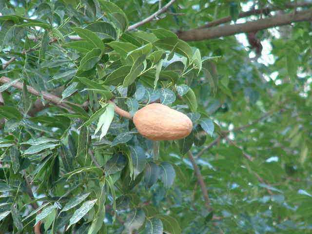 桃花心木主要内容