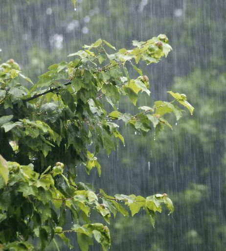 描写夏天下雨的好段