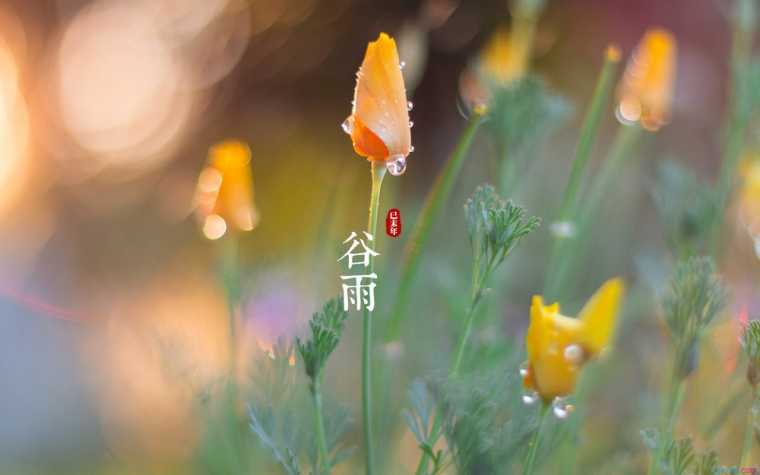 谷雨节的由来