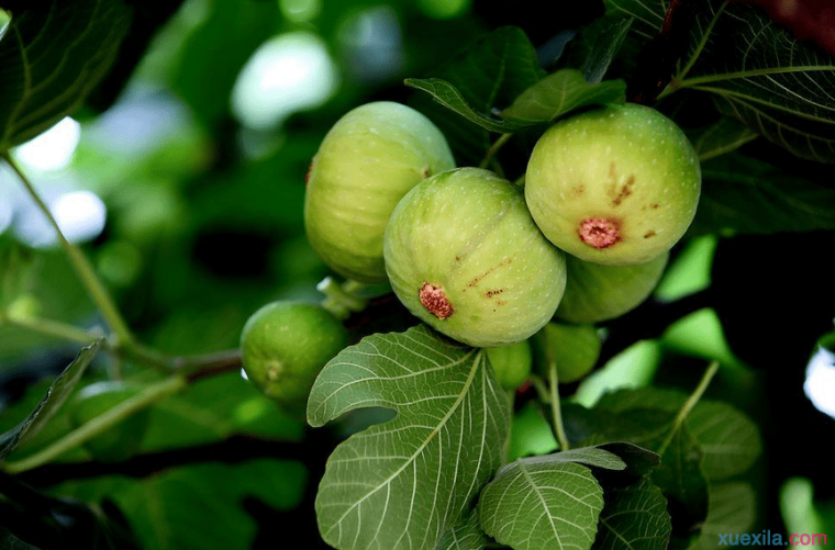 如何种植无花果