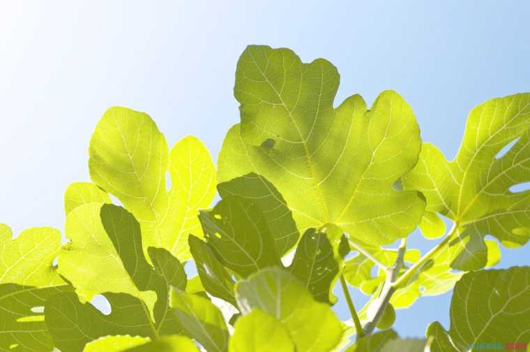 不同季节无花果树的养护方法介绍