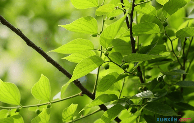 如何种植朴树