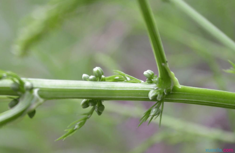 如何种植龙须菜