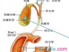 胆息肉临床表现