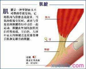 什么原因引起小腿肌肉酸痛