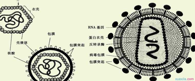 电脑病毒有哪些危害介绍