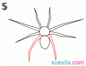 儿童蜘蛛基础画图片步骤