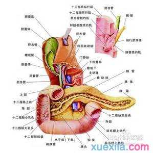 胆囊炎的成因及治疗