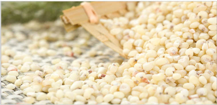 高粱米的功效、作用及营养价值