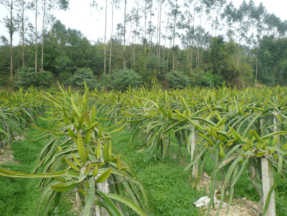 北方火龙果种植方法