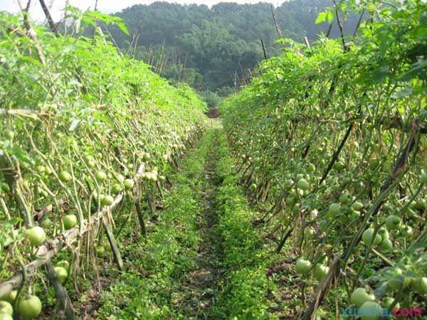 露天蔬菜种植时间表