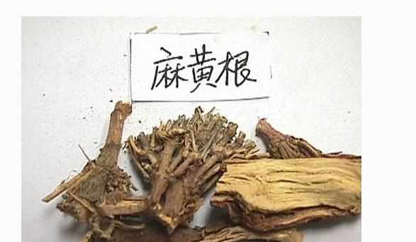 麻黄根的功效与作用及禁忌