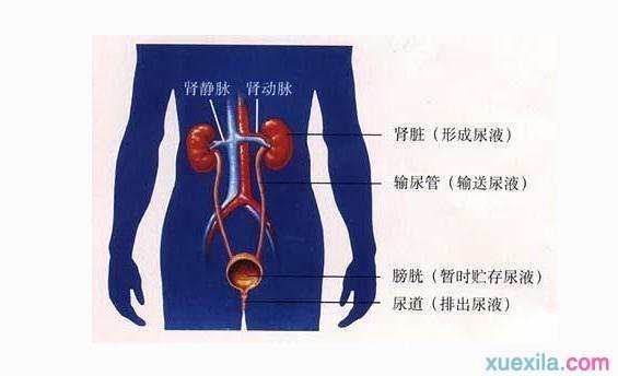 泌尿系统知识