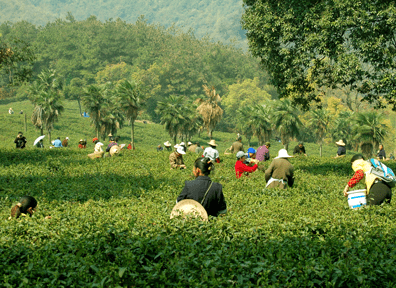 介绍庐山云雾茶的资料