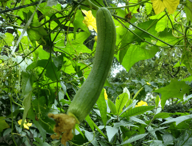 丝瓜高效种植技术