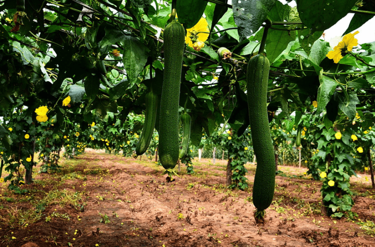 丝瓜种植技术与施肥
