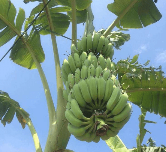 广东粉蕉种植技术