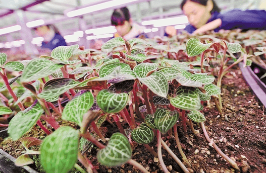 金线莲种植技术