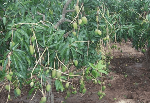 怎样种植芒果