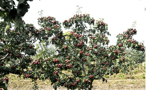 南方能种植山楂树